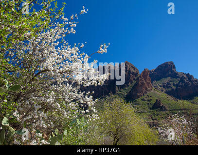 central Gran Canaria in February,  almond trees in bloom Stock Photo