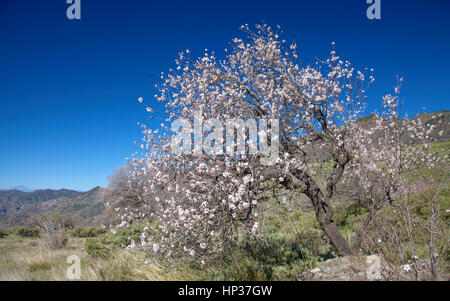 central Gran Canaria in February, almond trees blooming in Caldera de Tejeda Stock Photo