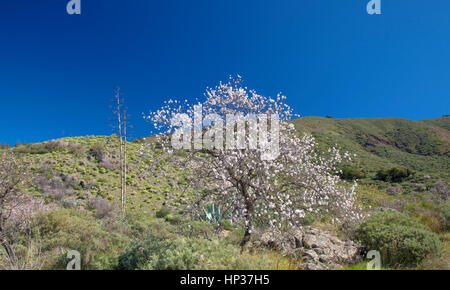 central Gran Canaria in February, almond trees blooming in Caldera de Tejeda Stock Photo