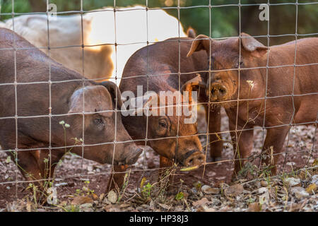 Red Duroc pigs in a pigsty, piglets in a pigpen Stock Photo