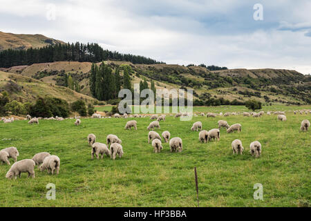 A flock of Merino sheep grazing in fields of the Cardrona Valley near Wanaka.  South Island, New Zealand. Stock Photo