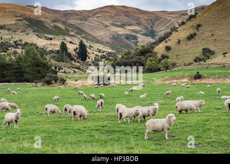 A flock of Merino sheep grazing in fields of the Cardrona Valley near Wanaka.  South Island, New Zealand. Stock Photo