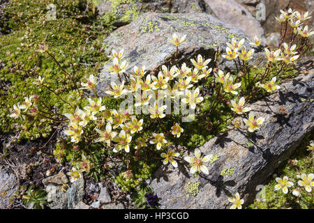 Alpine flower Saxifraga Bryoides (mossy saxifrage), Aosta valley, Italy. Photo taken at an altitude of 2900 meters. Stock Photo