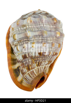 Shell (Cypraecassis Rufa) - Bull Mouth Helmet -  marine gastropod Stock Photo
