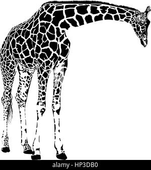 giraffe - vector graphics isolated on white background Stock Vector