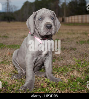 Great Dane purebred puppy with Gray hair sitting in a field Stock Photo