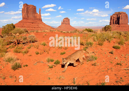 Mountain Lion, (Felis concolor), Monument Valley, Utah, USA, adult stalking Stock Photo