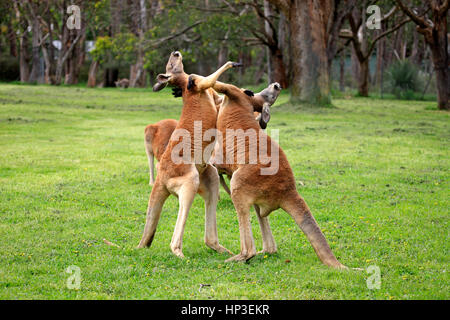 Red Kangaroo, (Macropus rufus), two adult males fighting, South Australia, Australlia Stock Photo