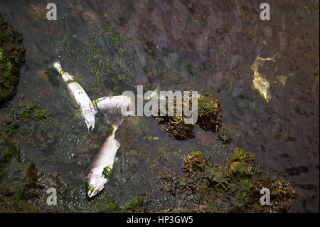 Dead fish in river after pollution. Ecology environment problem waste in water. Stock Photo