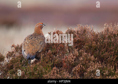 Red grouse (Lagopus lagopus scotica), adult, in flowering heather, Yorkshire, England, United Kingdom Stock Photo