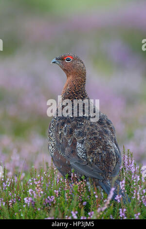 Red grouse (Lagopus lagopus scotica), adult in flowering heather, Yorkshire, England, United Kingdom Stock Photo