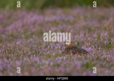 Red grouse (Lagopus lagopus scotica), adult, in flowering heather, Yorkshire, England, United Kingdom Stock Photo