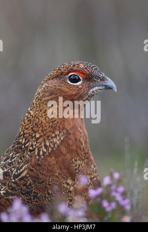 Red grouse (Lagopus lagopus scotica), adult portrait in flowering heather, Yorkshire, England, United Kingdom Stock Photo