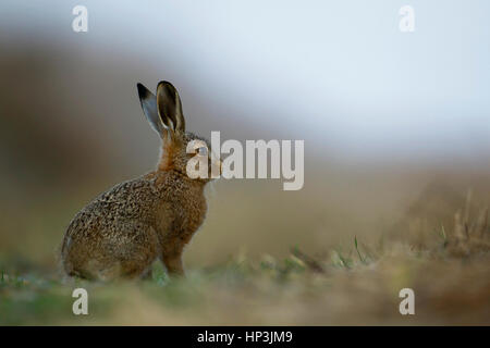Brown hare (Lepus europaeus), juvenile leveret, Suffolk, England, United Kingdom Stock Photo