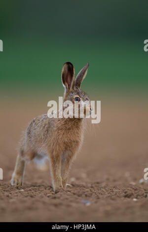Brown hare (Lepus europaeus), juvenile leveret in a ploughed field, Norfolk, England, United Kingdom Stock Photo