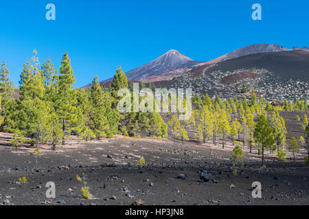 Volcanic landscape, Mount Teide at back, Teide National Park, Tenerife, Spain Stock Photo