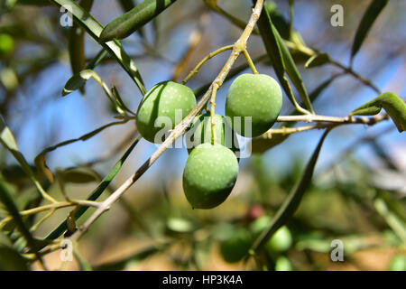 Green olives growing on tree Stock Photo