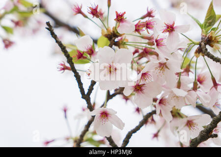 Close-up of beautiful fully bloomed sakura flowers in Japan Stock Photo