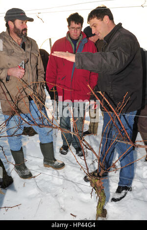 Geisenheim, Germany - January  5, 2011 - Winemaker discussing how to cut vines Stock Photo