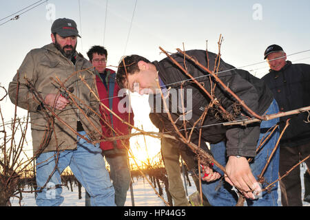 Geisenheim, Germany - January  5, 2011 - Winemaker discussing how to cut vines Stock Photo