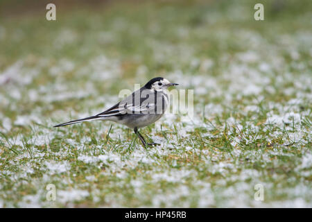 A Pied Wagtail looking for food on snowy ground, Hastings, East Sussex, UK Stock Photo