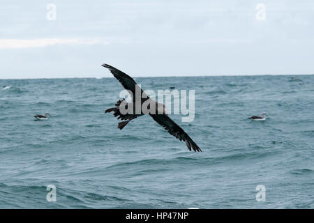 Northern Giant Petrel  landing on the Pacific Ocean near the coast of Kaikoura in Canterbury in New Zealand. This species has a wingspan of two meters Stock Photo