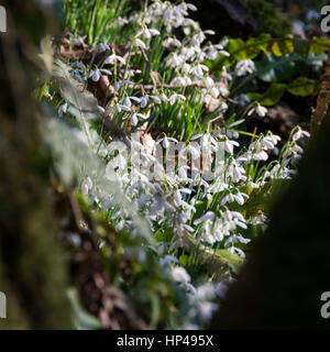 Valley just outside WheddonCross on Exmoor that is thought to have been planted with snowdrops by monks many centuries ago, now a carpet of galanthus. Stock Photo