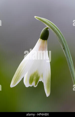 Single flower of the February flowering snowdrop, Galanthus 'Alan's Treat' Stock Photo