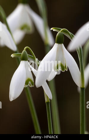 Winter flowers of the selected form of the snowdrop, Galanthus nivalis 'Verdore' Stock Photo