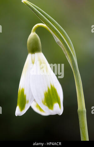 Single flower of the February flowering snowdrop, Galanthus 'Phil Cornish' Stock Photo