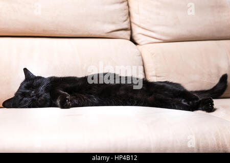 Common, european black cat with shut eyes sleeping peacefully on white sofa background. Concept of comfortable house, relaxing and safety state of min Stock Photo