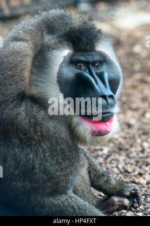 Adult Male Drill monkey Stock Photo