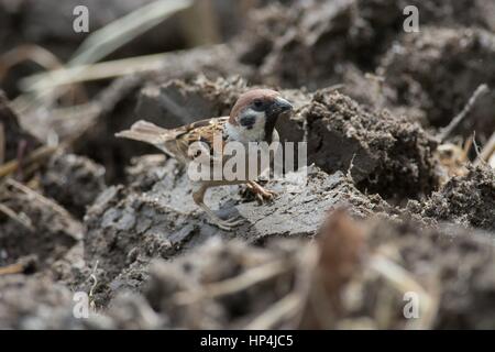 Eurasian tree sparrow - Passer montanus - foraging on the ground in ploughed field with traditional agriculture. Stock Photo