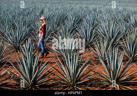 Tourist,plantation of blue Agave in Amatitán valley,near Tequila City,Guadalajara, Jalisco, Mexico Stock Photo