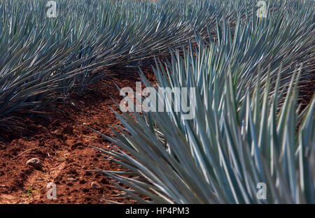 plantation of blue Agave in Amatitán valley, near Tequila City,Guadalajara, Jalisco, Mexico Stock Photo