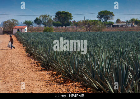 plantation of blue Agave in Amatitán valley, near Tequila City,Guadalajara, Jalisco, Mexico Stock Photo
