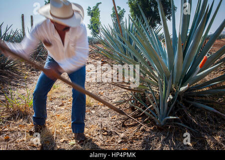 Harvesting blue agave tequilana, plantation in Amatitán valley, near Tequila City,Guadalajara, Jalisco, Mexico Stock Photo