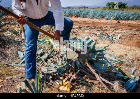 Harvesting blue agave tequilana, plantation in Amatitán valley, near Tequila City,Guadalajara, Jalisco, Mexico Stock Photo