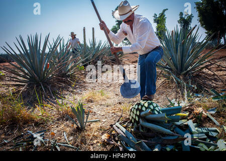 Harvesting blue agave tequilana, plantation in Amatitán valley, near Tequila City,Guadalajara, Jalisco, Mexico Stock Photo