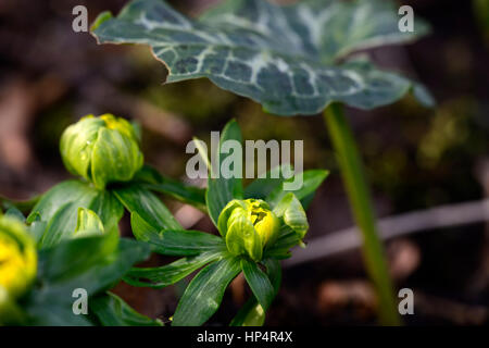 Eranthis hyemalis Noel Ayres, yellow, spring, flower, flowers, flowering, Garden, gardens, Stock Photo