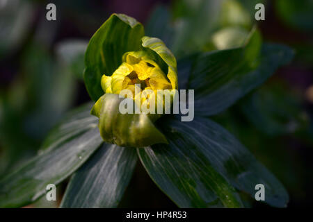 Eranthis hyemalis Noel Ayres, yellow, spring, flower, flowers, flowering,  Garden, gardens, Stock Photo