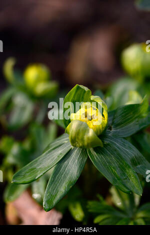Eranthis hyemalis Noel Ayres, yellow, spring, flower, flowers, flowering,  Garden, gardens, Stock Photo