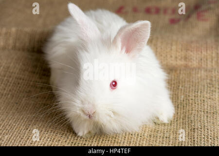 White Rabbit on Burlap Texture Background. Cute Red Eye Bunny. Stock Photo