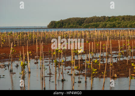 Newly planted mangrove trees on coastal area. Stock Photo