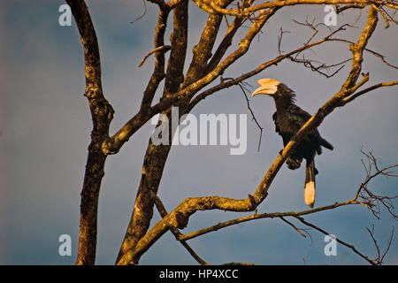 Hornbill (black hornbill, Anthracoceros malayanus) ona a baranch in the rainforest canopy. Stock Photo
