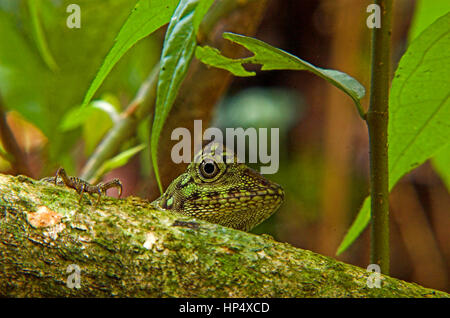 Aphaniotis (lizard) portrait. Stock Photo