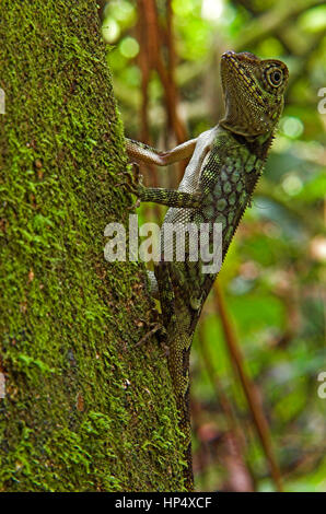 Aphaniotis (lizard) ona  branch Stock Photo