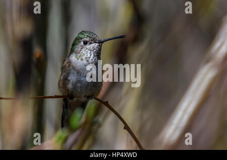 A Pretty Female Hummingbird Perched on a Tree Stock Photo