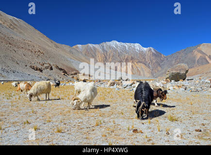 Mountain Goats grazing in dry landscape Stock Photo