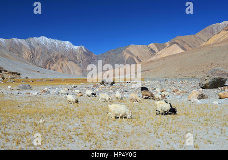Mountain Goats grazing in dry landscape Stock Photo